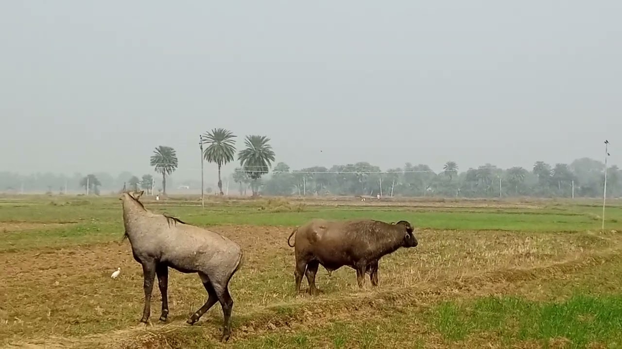 #जंगल se khatrnak #janwar #before #new #video #viral 😱😱😱😱#mood #looks 😱😱😱😱🔥🔥🔥