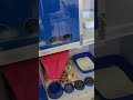 #cat #gatos #viral #viralshort #viralvideo #viralshorts #viralvideos #fyp
