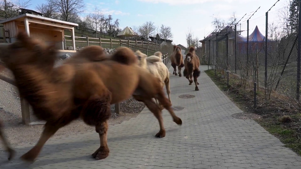 Inside Walter Zoo: Kamelrennen