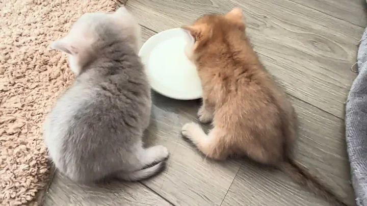 Watch the video about Adorable 38-Day-Old British Shorthair Kittens Eating Milk Porridge! 🐾