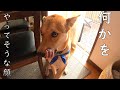 お耳ペッタンの悪い事した時の顔