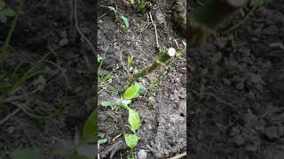 Plantati Trandafiri Oricand