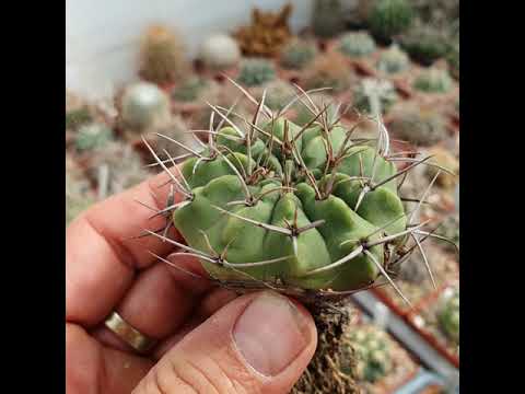 Wideo: Jakim Kaktusem Jest Hymnocalycium?