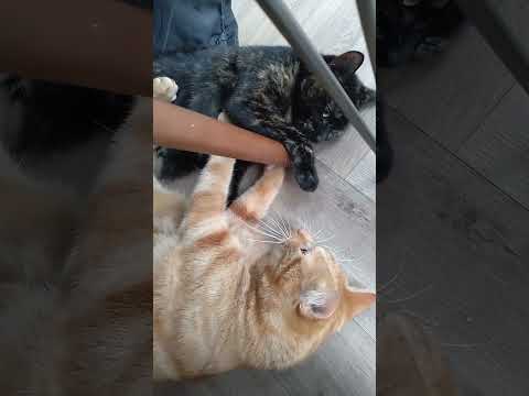 Cat Sibling Love - Happy New Year!