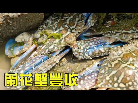 【猛貨合集】海货遍地的无人岛，兰花蟹海货大丰收！四哥却愁眉苦脸【漁小仙】