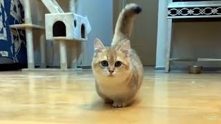 かわいい犬と猫面白いことP10ペットかわいい動画2019