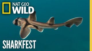 Baby Sharks: Rare Shark Birth | SharkFest | National Geographic WILD