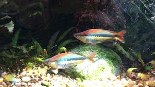 Chilatherina alleni Wapoga in the sun