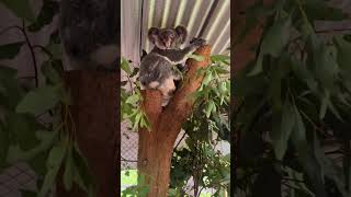 Proud to help sick and injured koalas