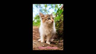 Look at this 😽😽😽 a lot of lovely photos of meow #cat #kitten #cute #cutecat #funny #animals #love  screenshot 4