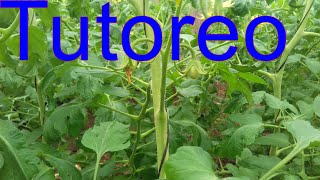 tomato cultivation 8 tutoring
