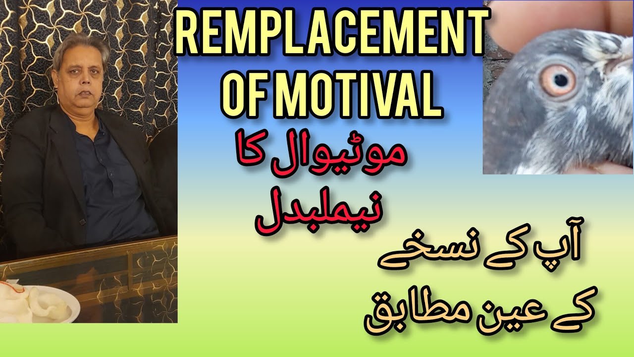 Motival's replacement...for pigeons flying 4th march 2026