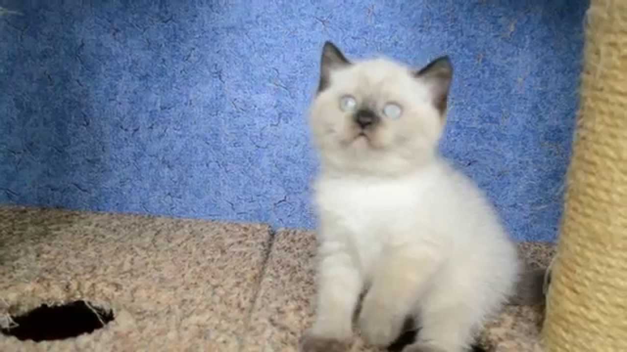 Male Fantastic SFS 71 n33