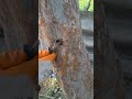 Let's get the nail out of this tree 🌳. #diy #tricks #satisfying #ytshort #viral #story #reels #short