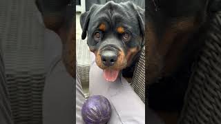Obsessed with this trend😍 #rottweiler #dogs #puppy #pets