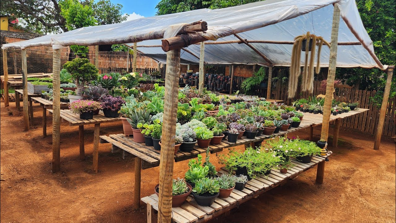 Atualização das suculentas da coleção 🥰