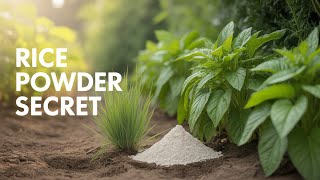 "The Rice Powder Experiment: Why My Neighbor Thought I Was Using Miracle Fertilizer" Rice Flour Vs Rice Powder