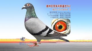 【歐洲特賣】B22-2124561