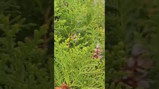 Hohem Xsteady Gimbal