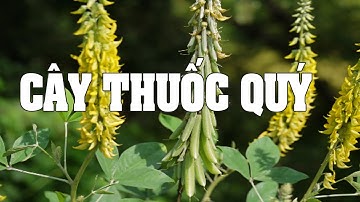 Chữa suy nhược thần kinh, mất ngủ với lục lạc ba lá