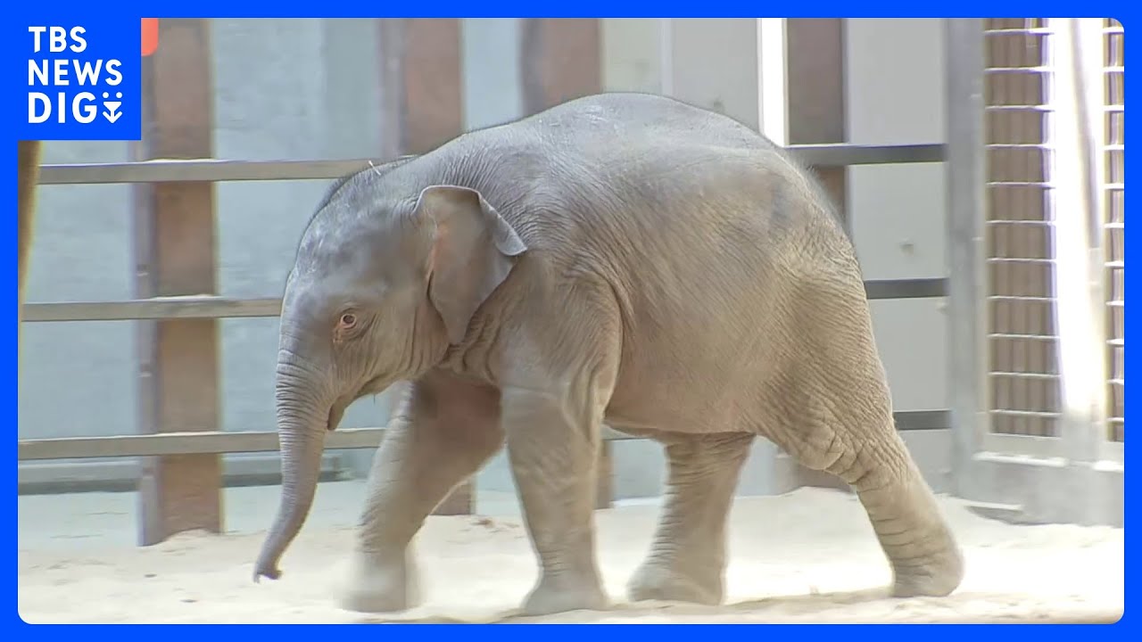 A baby Asian elephant has been put on public display at a zoo in