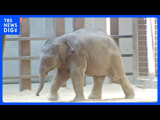 A baby Asian elephant has been put on public display at a zoo in