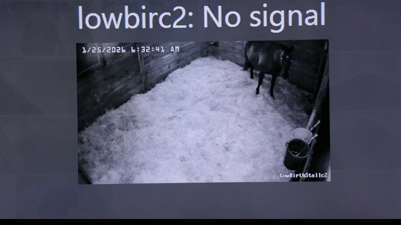 Foal Watch Live Cam .01.24.2026