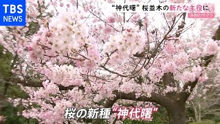 【令和のサクラ】“神代曙”桜並木の新たな主役に