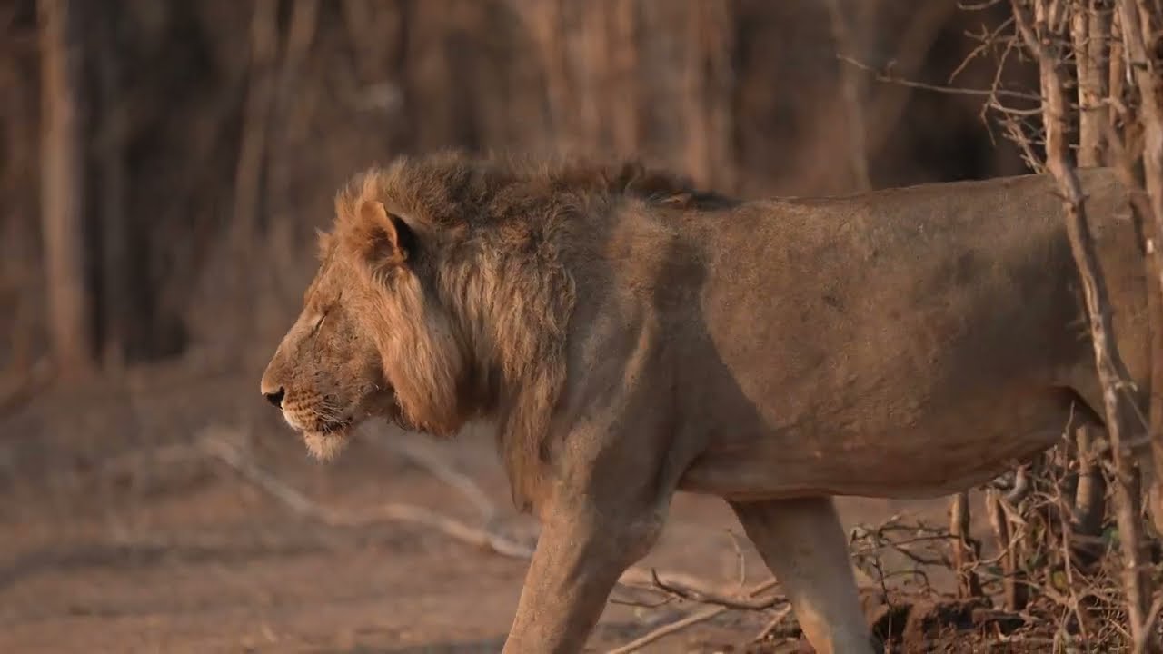 Zimbabwe Luxury Safari Itinerary | Victoria Falls, Hwange, Mana Pools & Lake Kariba