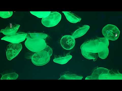 名古屋海洋馆的水母，变换着的不同颜色，相当治愈
