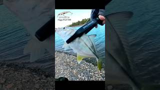 RiggiFLAT釣れすぎ案件#shorts #fishing #釣り #ライトゲーム #メッキ釣り #ギンガメアジ #zipbaits #riggeflat #オジ釣り