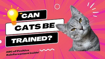 STOP punishing your cat! Try this instead! [+FREEBIE: Positive Reinforcement Training Checklist]