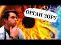 Око. Анатомія ока. Зорова сенсорна система