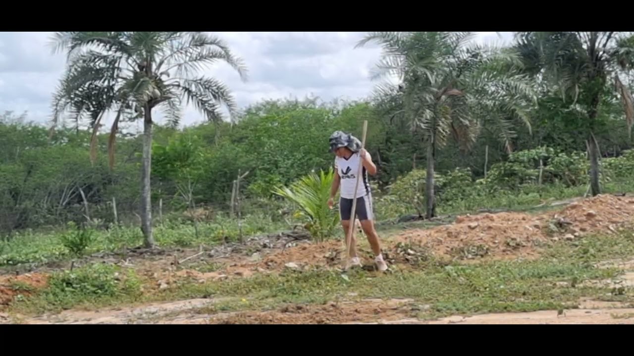 Vamos capinar os matos que estão proximo aos pés  de melacias