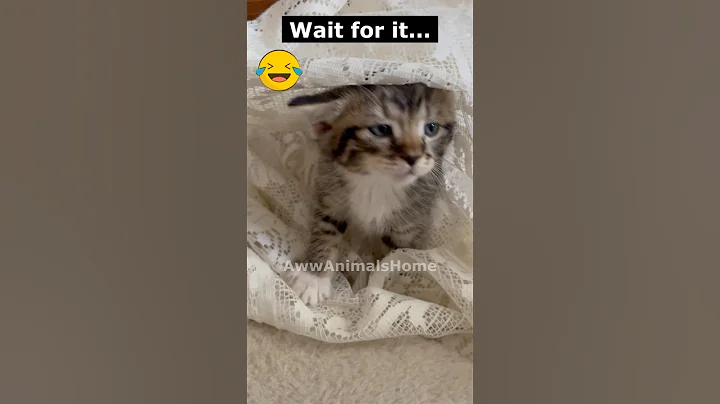 Video 6218151: baby tabby, cute tabby, kitten funny reaction, cat