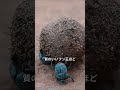 オスが転がすフン玉にくっついて楽に移動するメス
