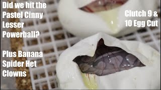 Egg Cut Clutch 9 & 10 - Pastel Cinny Lesser Powerball and Banana Spider Het Clowns