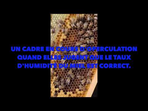 Le miel pas si facile, la version miellée de comment fait on le miel version longue et texte
