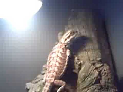 cold brew coffee Bearded Dragon Basking