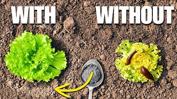 2 Natural Ingredients to EXPLODE Plant GROWTH!