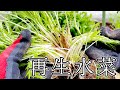 【家庭菜園】【ショック】１度収穫した水菜から再生した水菜が腐っていました