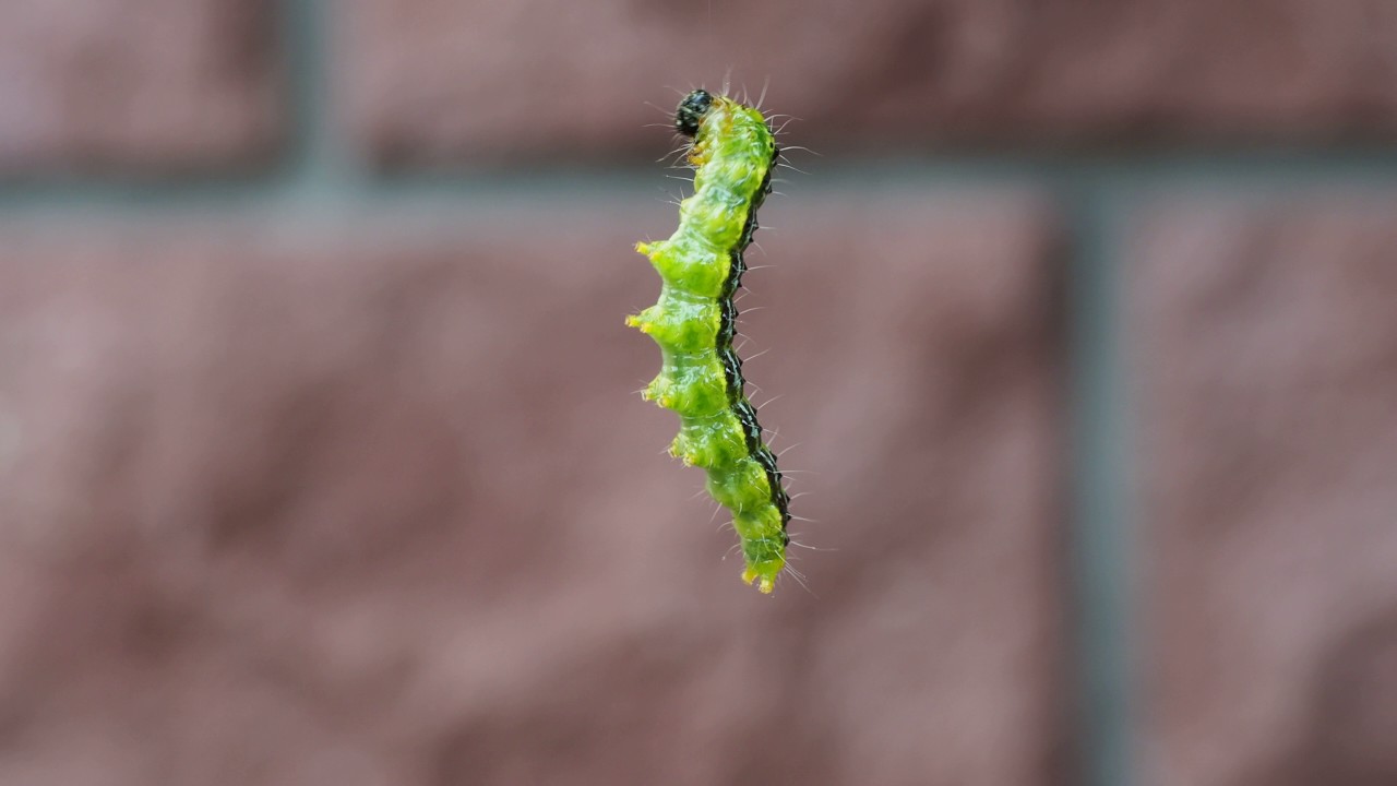 Buchsbaumzünsler (Cydalima perspectalis)