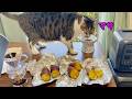【検証】猫と焼き芋の食べ比べ!栗かぐや、べにはるか、べにあずま