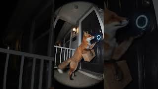 Special Delivery at 3AM… Ring Doorbell Catches a Suspicious Fox 📦🦊