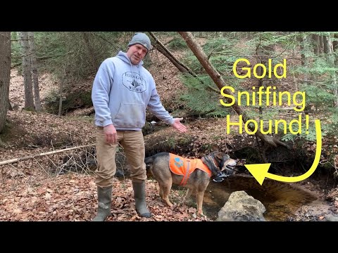 Worlds only GOLD sniffing dog !