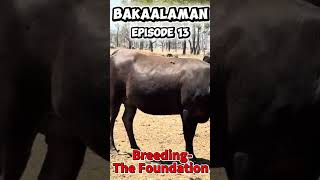 BAKAalaman Episode 13 - Breeding: The Foundation