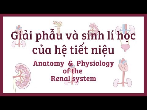 Giải phẫu và sinh lý học về Hệ tiết niệu