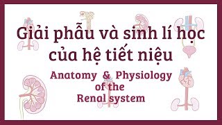 Giải phẫu và sinh lý học về Hệ tiết niệu