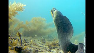 Moray Eel on the Moreton Island Weedbeds