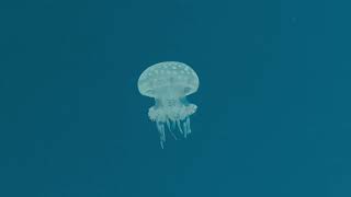 아리랑 Arirang - 14Th Century Or Earlier, Korea